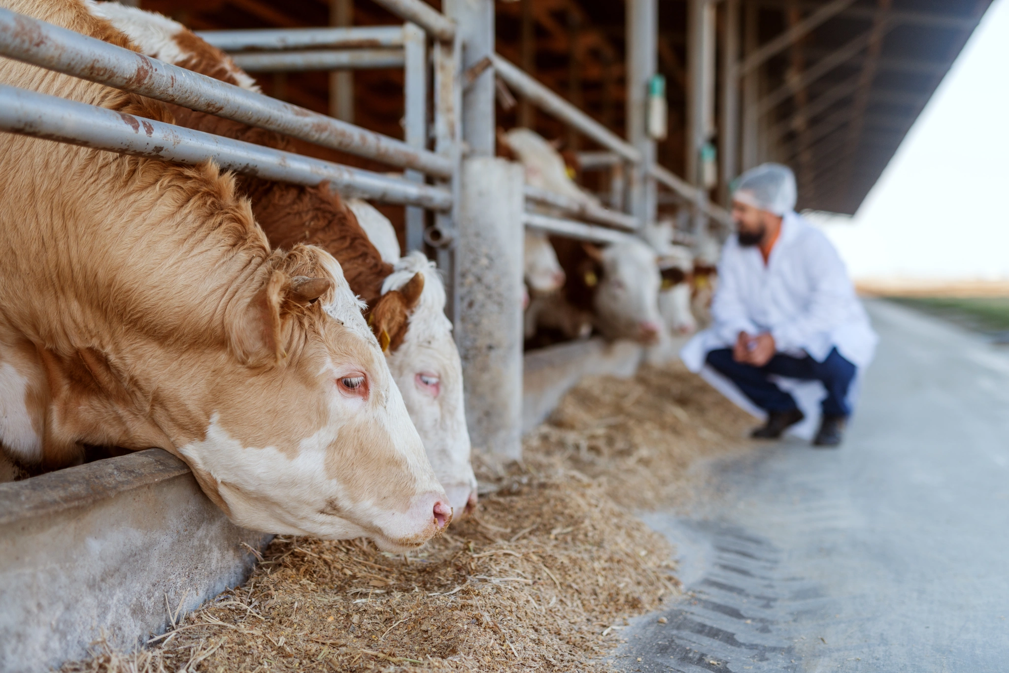 Tietoa Meistä - MSD Animal Health Suomi